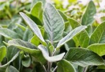 Sherbela-Top-5-Health-Benefits-of-Sage-Keep-Fit-Kingdom