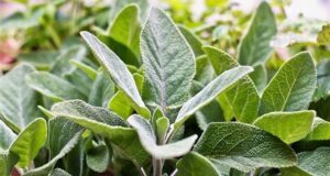 Sherbela-Top-5-Health-Benefits-of-Sage-Keep-Fit-Kingdom